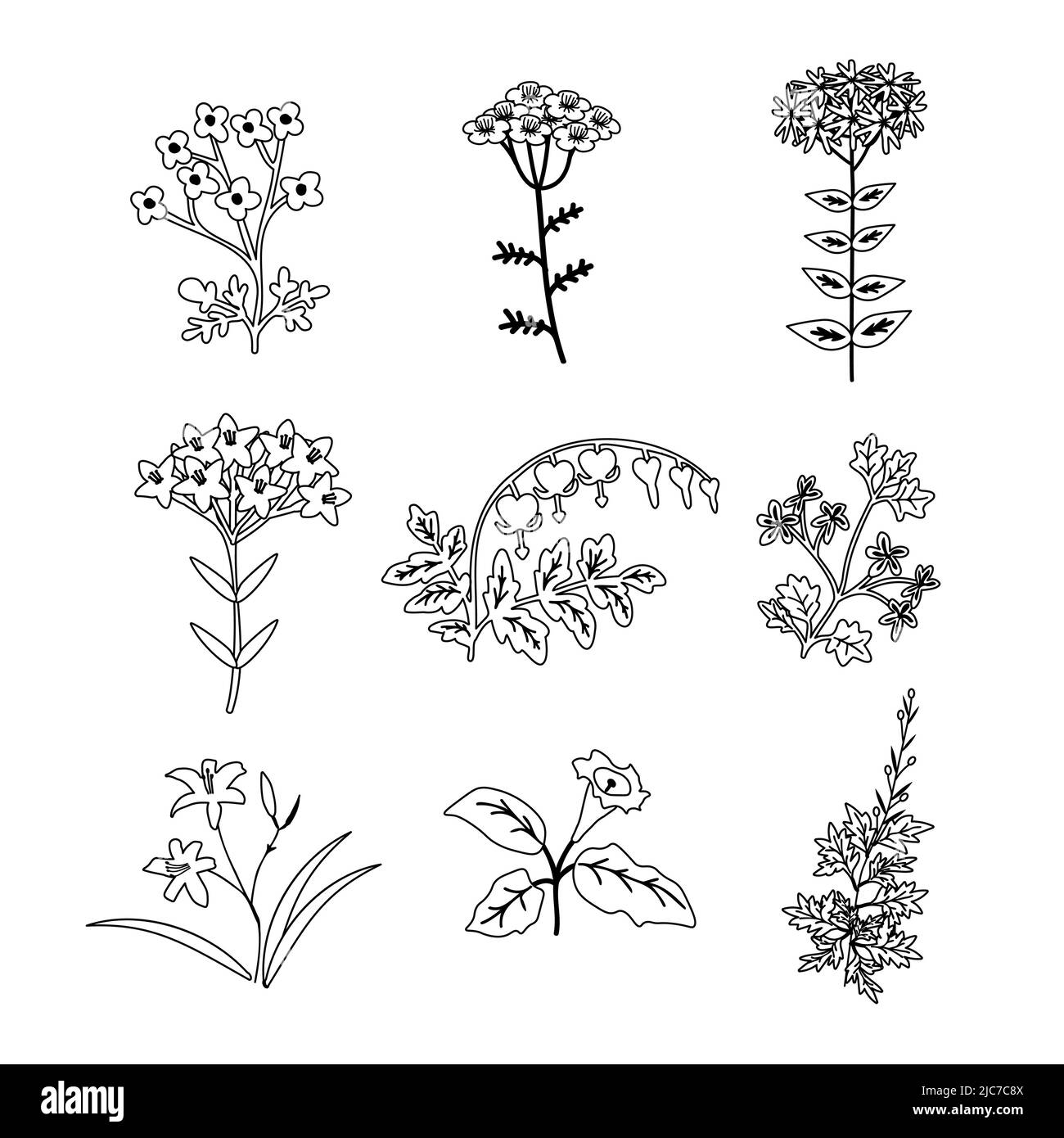 Collezione botanica di piante vettoriali isolate Illustrazione Vettoriale