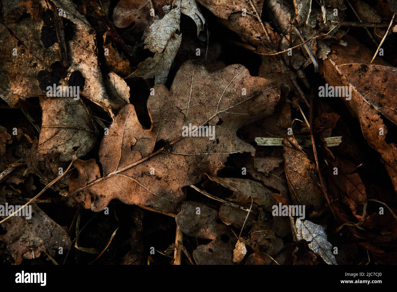 Figliata di foglie dorate morte a terra Foto Stock