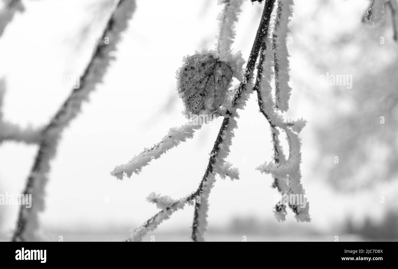 Gelo bianco su rami di albero. Foglie marroni con gelo bianco. Paesaggio invernale e meteo. Temperature basse in inverno. Foto Stock