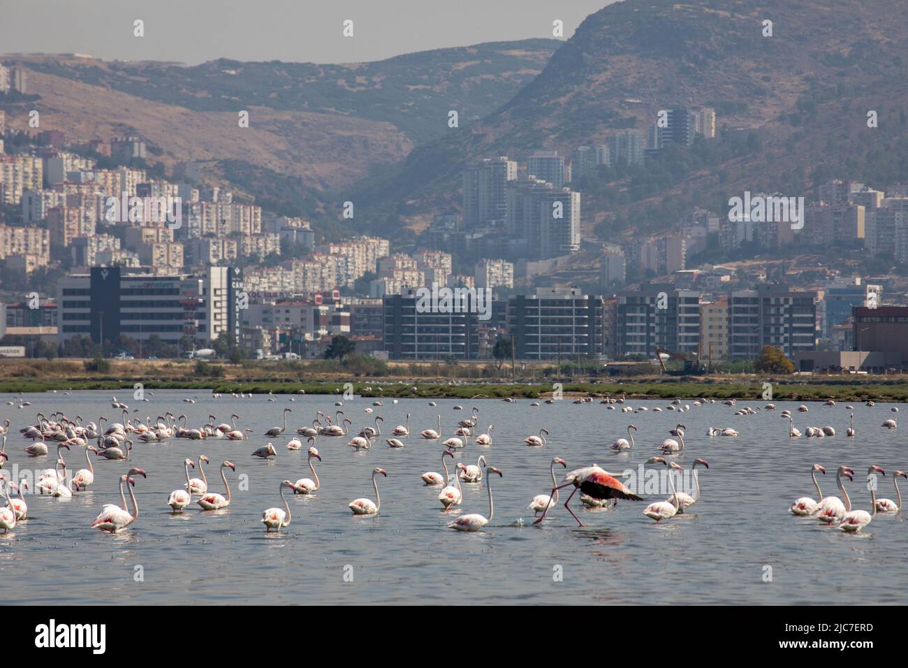 9 giugno 2022: Flamingo e altri uccelli airone con vista della città sullo sfondo dal paradiso degli uccelli nel delta di Gediz, che è un esteso sistema di zone umide formata sulla costa occidentale della baia di Izmir, dove il fiume Gediz incontra il Mar Egeo in Turchia il 9 giugno 2022. Il delta, che si qualifica come area di Ramsar, area di protezione della fauna selvatica e area protetta naturale, ospita circa 300 specie di uccelli ed è stato nominato Patrimonio dell'Umanità dall'UNESCO. (Credit Image: © Tolga Ildun/ZUMA Press Wire) Foto Stock