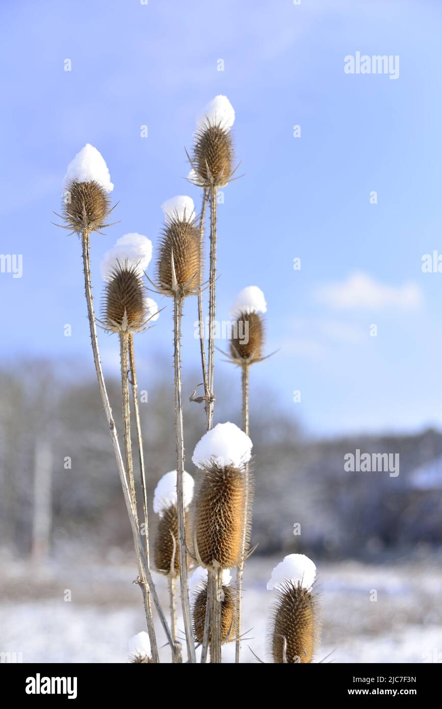 Arbustos secos con copos de nieve Foto Stock