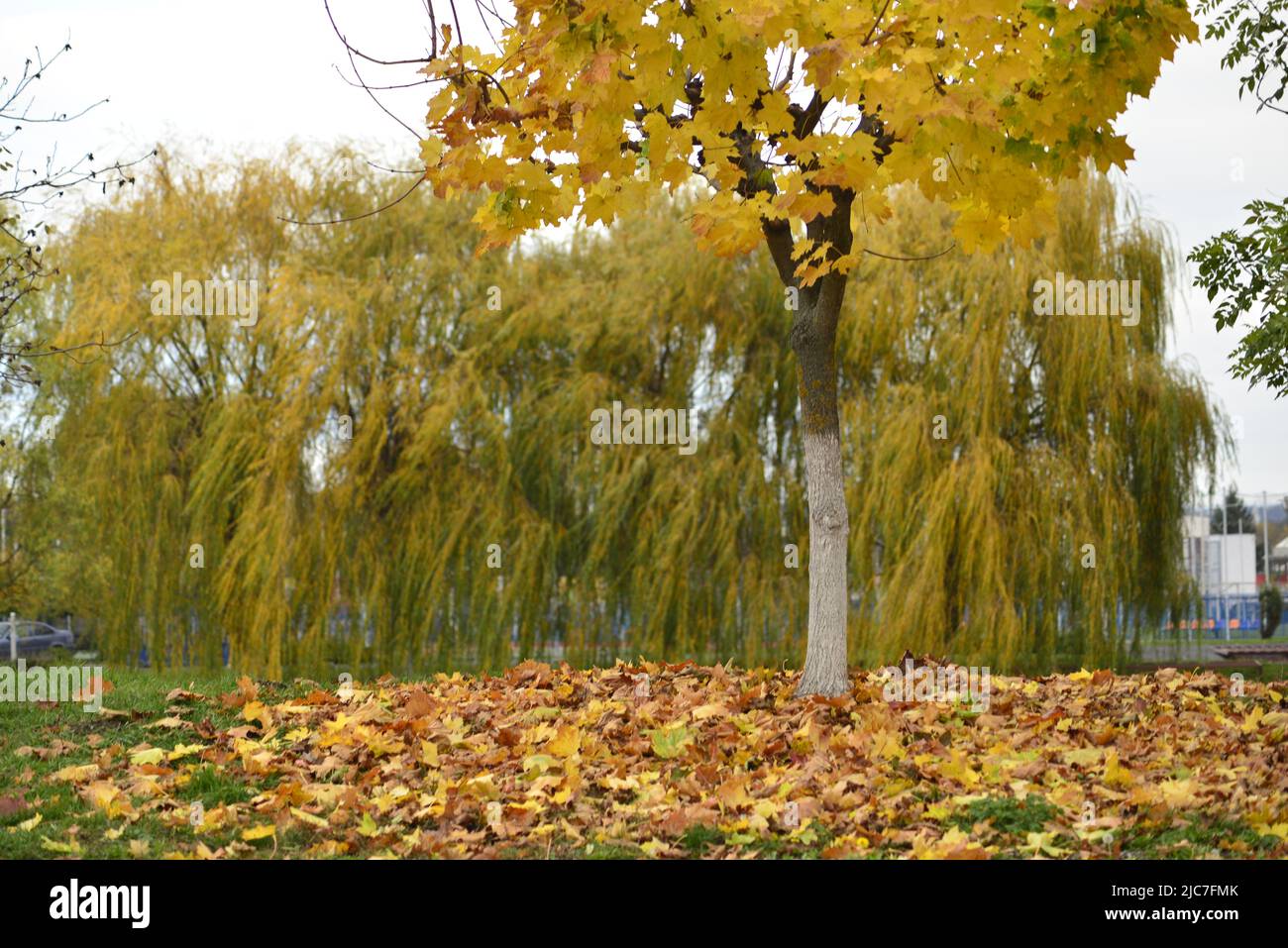 Tappeto autunnale di foglie secche Foto Stock