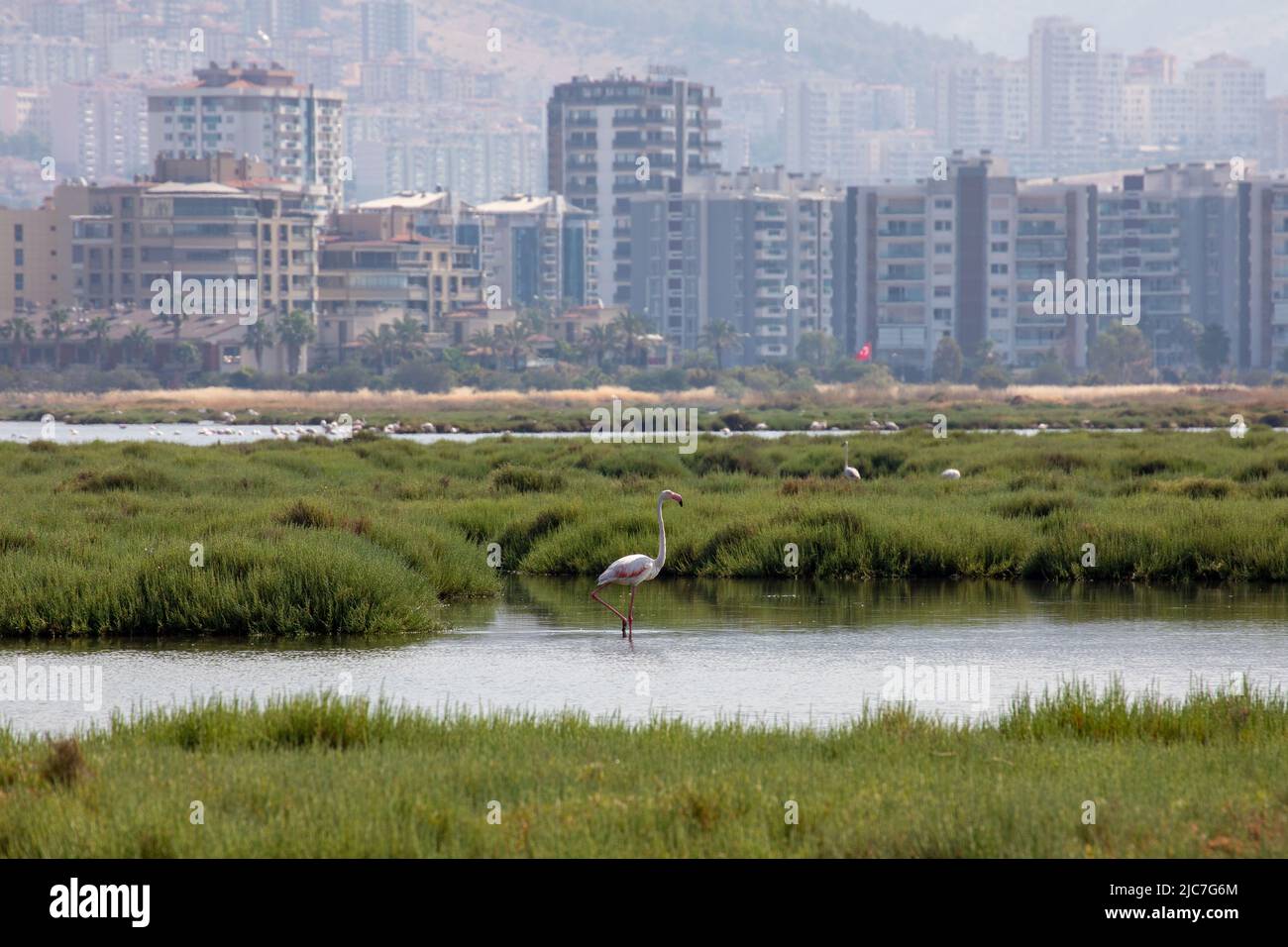 9 giugno 2022: Flamingo e altri uccelli airone con vista della città sullo sfondo dal paradiso degli uccelli nel delta di Gediz, che è un esteso sistema di zone umide formata sulla costa occidentale della baia di Izmir, dove il fiume Gediz incontra il Mar Egeo in Turchia il 9 giugno 2022. Il delta, che si qualifica come area di Ramsar, area di protezione della fauna selvatica e area protetta naturale, ospita circa 300 specie di uccelli ed è stato nominato Patrimonio dell'Umanità dall'UNESCO. (Credit Image: © Tolga Ildun/ZUMA Press Wire) Foto Stock