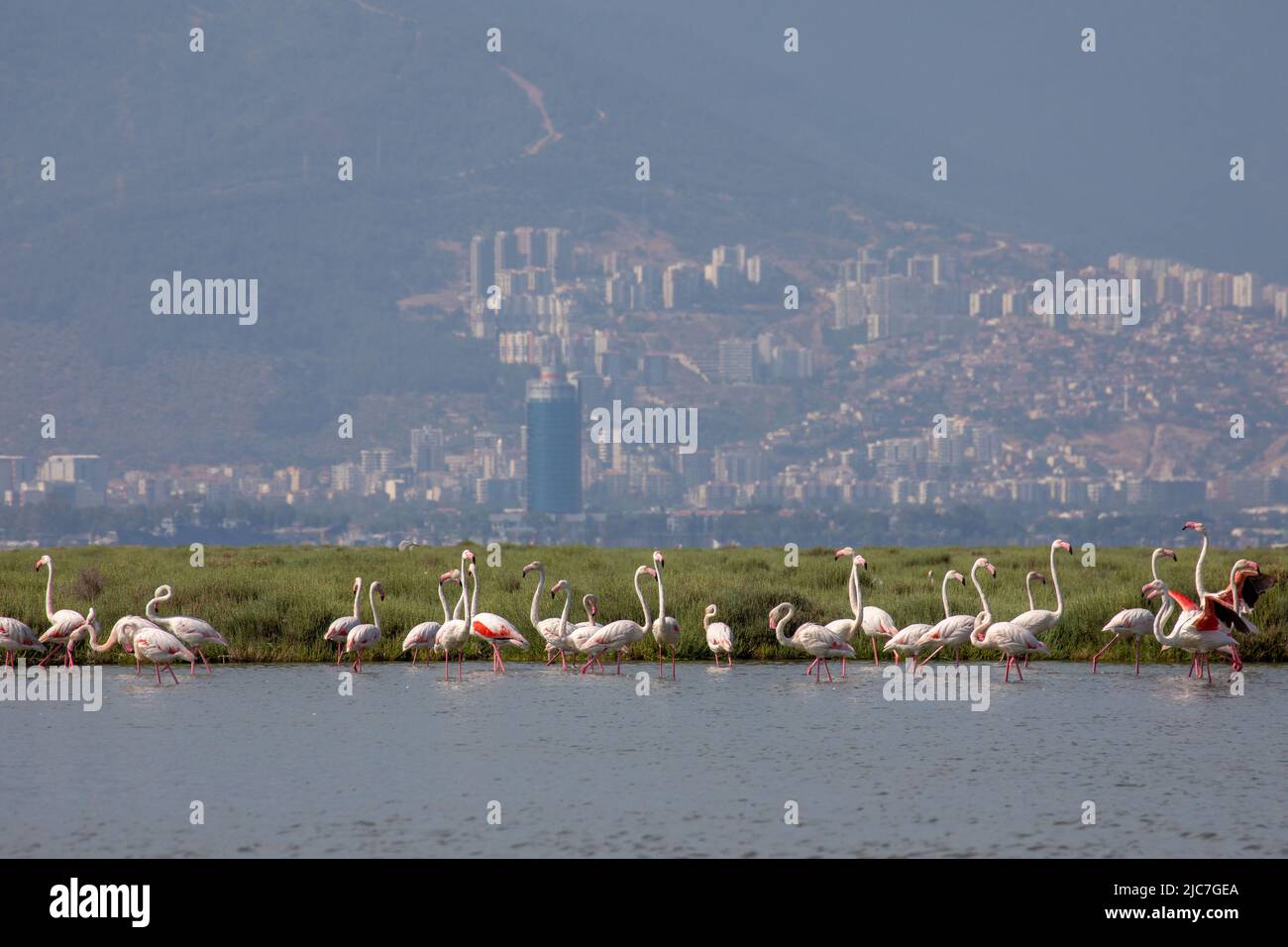 9 giugno 2022: Flamingo e altri uccelli airone con vista della città sullo sfondo dal paradiso degli uccelli nel delta di Gediz, che è un esteso sistema di zone umide formata sulla costa occidentale della baia di Izmir, dove il fiume Gediz incontra il Mar Egeo in Turchia il 9 giugno 2022. Il delta, che si qualifica come area di Ramsar, area di protezione della fauna selvatica e area protetta naturale, ospita circa 300 specie di uccelli ed è stato nominato Patrimonio dell'Umanità dall'UNESCO. (Credit Image: © Tolga Ildun/ZUMA Press Wire) Foto Stock