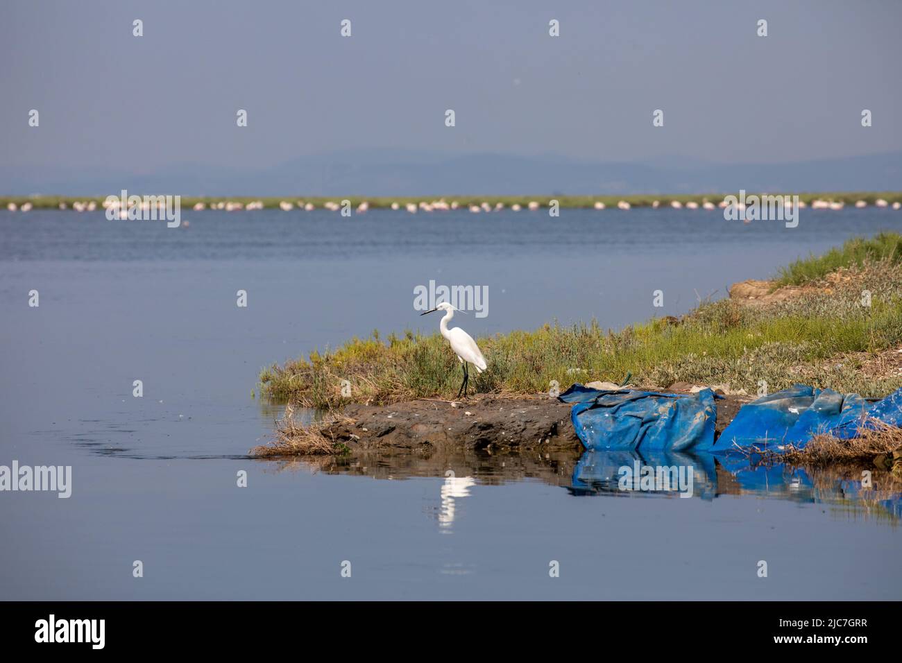 9 giugno 2022: Vista ravvicinata di un uccello di airone dal paradiso degli uccelli nel delta di Gediz che è un esteso sistema di zone umide formato sulla costa occidentale della baia di Izmir, dove il fiume Gediz si incontra con il Mar Egeo in Turchia il 9 giugno 2022. Il delta, che si qualifica come area di Ramsar, area di protezione della fauna selvatica e area protetta naturale, ospita circa 300 specie di uccelli ed è stato nominato Patrimonio dell'Umanità dall'UNESCO. (Credit Image: © Tolga Ildun/ZUMA Press Wire) Foto Stock