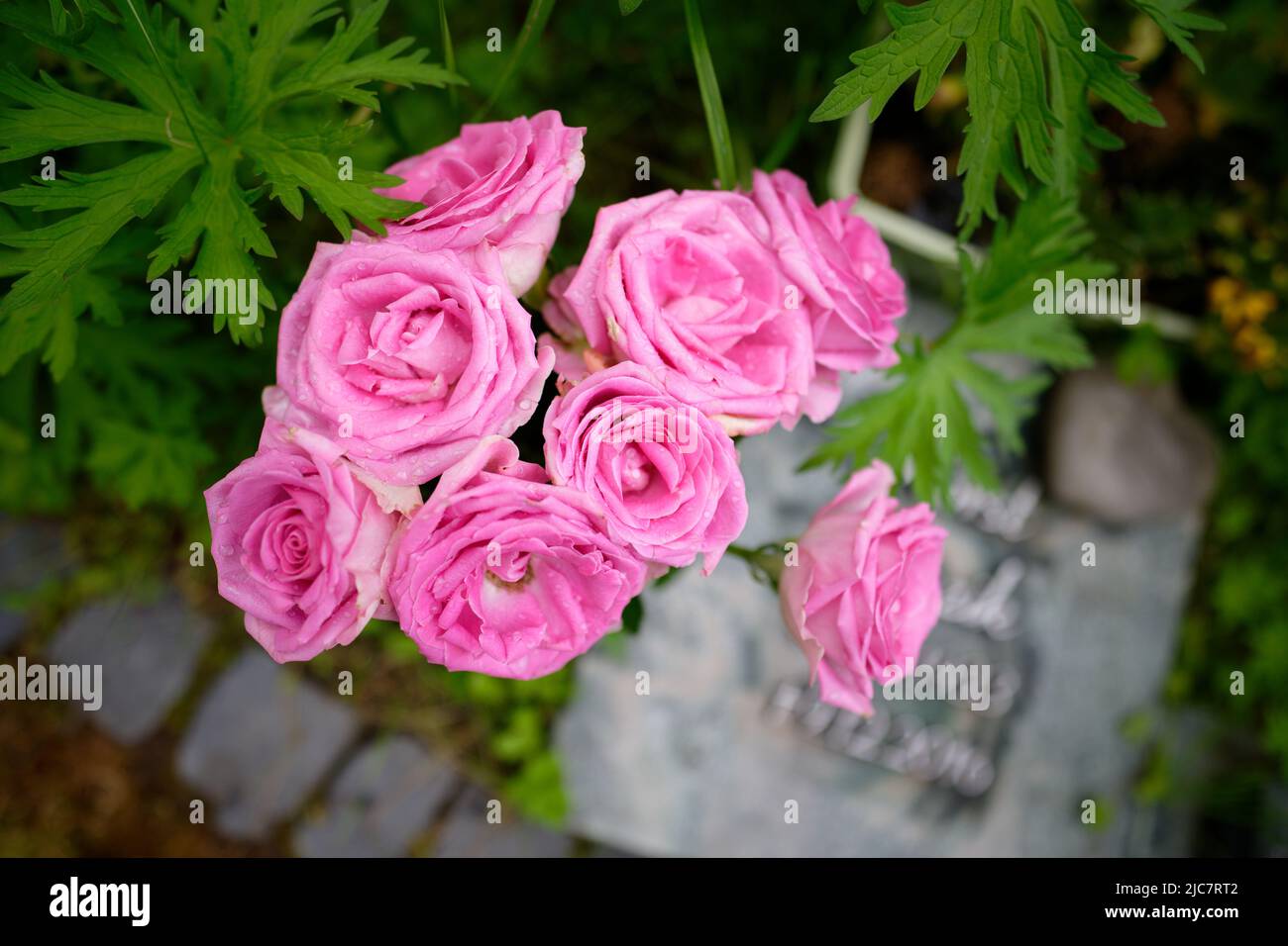 rose pastello con gocce d'acqua di fronte alla lapide in sfondo sfocato Foto Stock