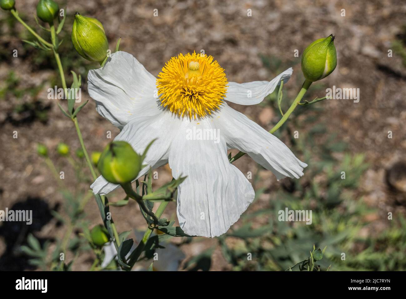 Il papavero Matilija è il fiore più grande di qualsiasi specie nativa della California. Si trova tipicamente in lavaggi a secco e canyon a 3500', Costa del Sud, ovest Foto Stock