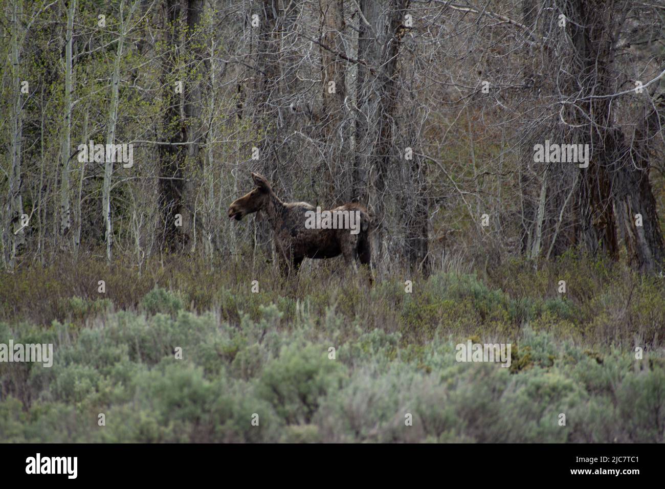 Moose al Grand Teton National Park Foto Stock
