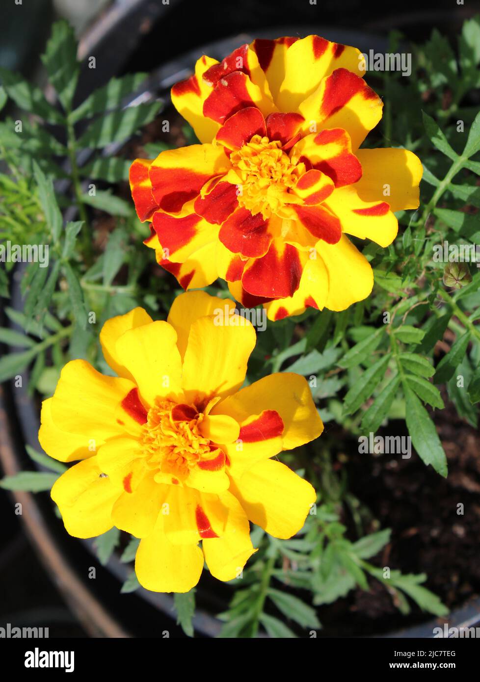 Un paio di marigolds giallo e rosso brillante Foto Stock