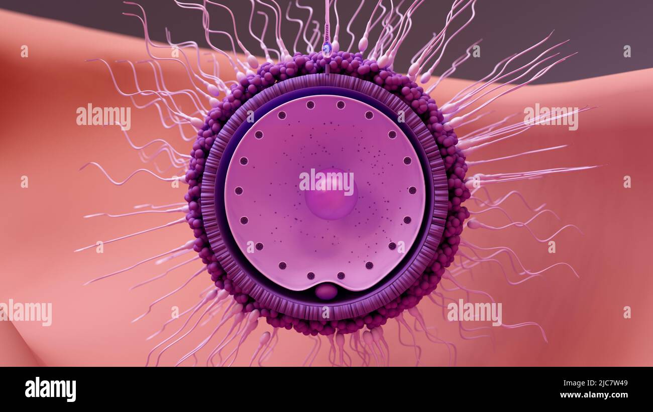 Ovociti circondati da cellule spermatiche, illustrazione Foto Stock