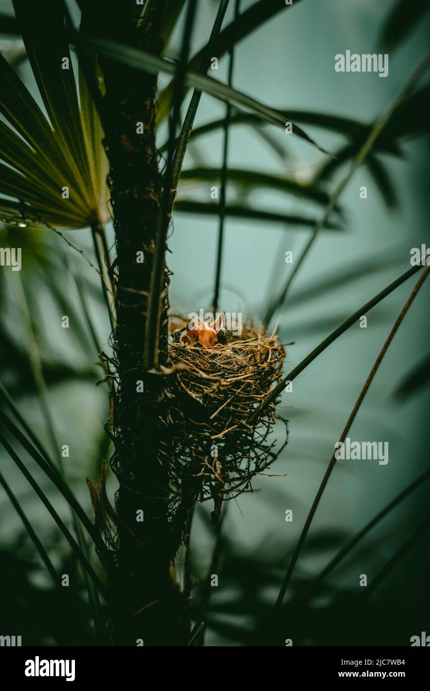 Covata di un uccello rosso-ventilato bulbul che chiede ai suoi genitori per il cibo in un nido interno Foto Stock