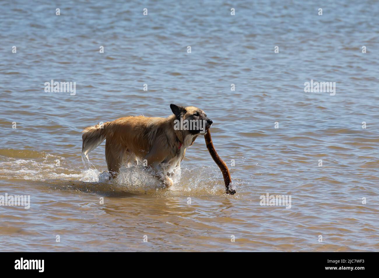 Il pastore belga conosciuto anche come il pastore belga o il Chien de Berger Belge. Un cane corre in acque poco profonde sulle rive del lago Michigan. Foto Stock