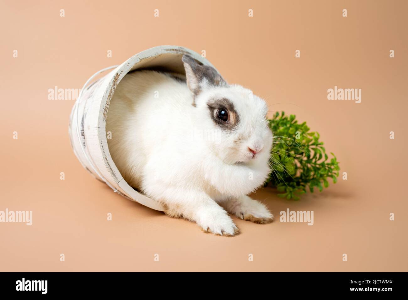 Coniglietto su uno sfondo crema studio, coniglietto soffice bianco. Coniglio domestico per animali domestici. Foto Stock