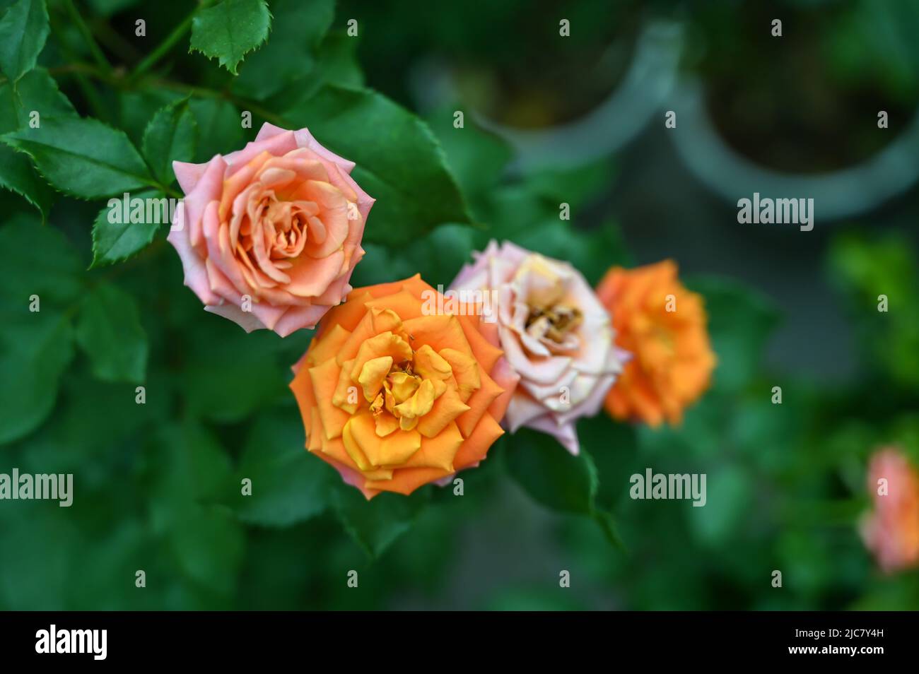 Fiori di rosa colorati in fiore giallo, rosa e bianco nel giardino Foto Stock