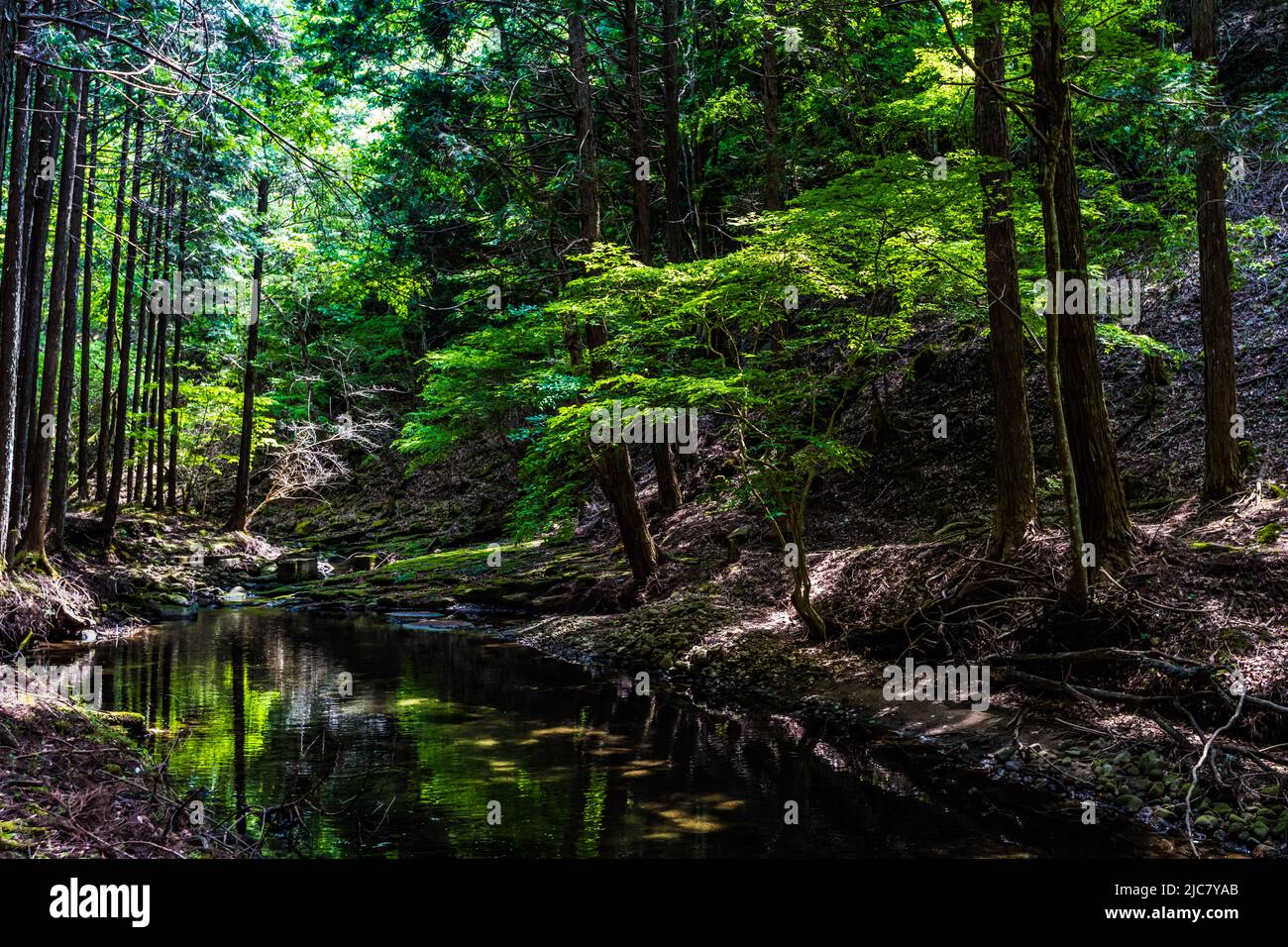 Silhouette di alberi che si riflette su una tranquilla superficie d'acqua di un ruscello di montagna Foto Stock