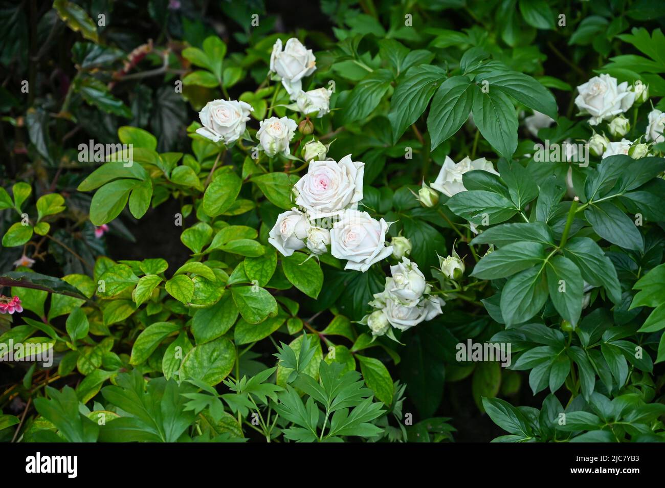 Fiori di rosa bianca che sbocciano in giardino Foto Stock
