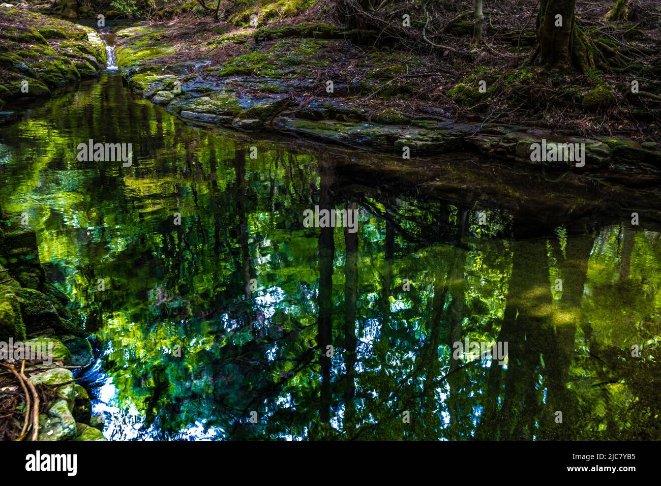 Silhouette di alberi che si riflette su una tranquilla superficie d'acqua di un ruscello di montagna Foto Stock