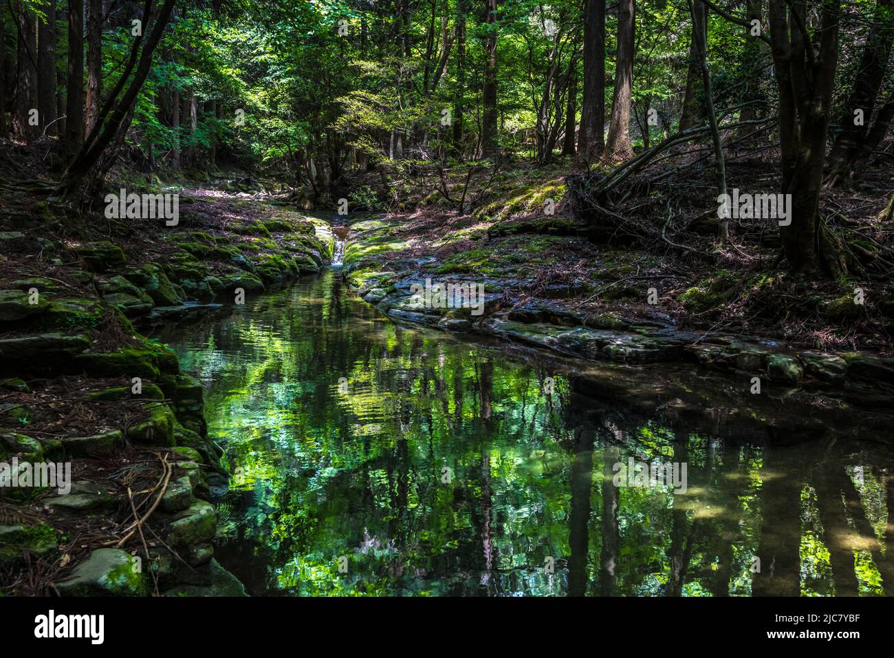 Silhouette di alberi che si riflette su una tranquilla superficie d'acqua di un ruscello di montagna Foto Stock