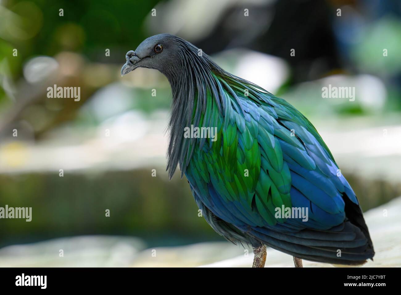 Primo piano di un piccione nicobare, considerato il più vicino collegamento vivente con l'uccello del dodo estinto. Foto Stock