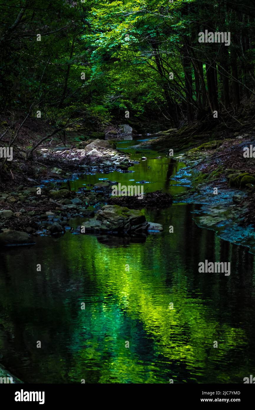 Silhouette di alberi che si riflette su una tranquilla superficie d'acqua di un ruscello di montagna Foto Stock