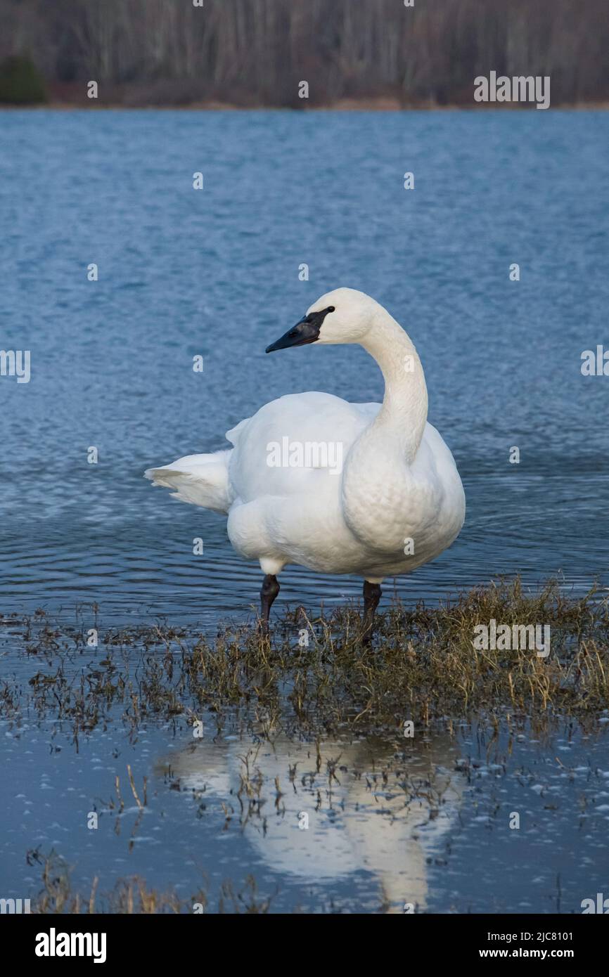 Swan in piedi in una laguna Foto Stock