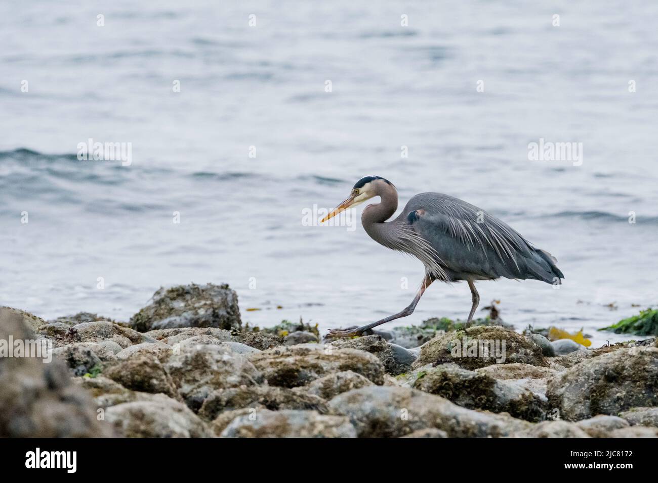 Airone blu Foto Stock