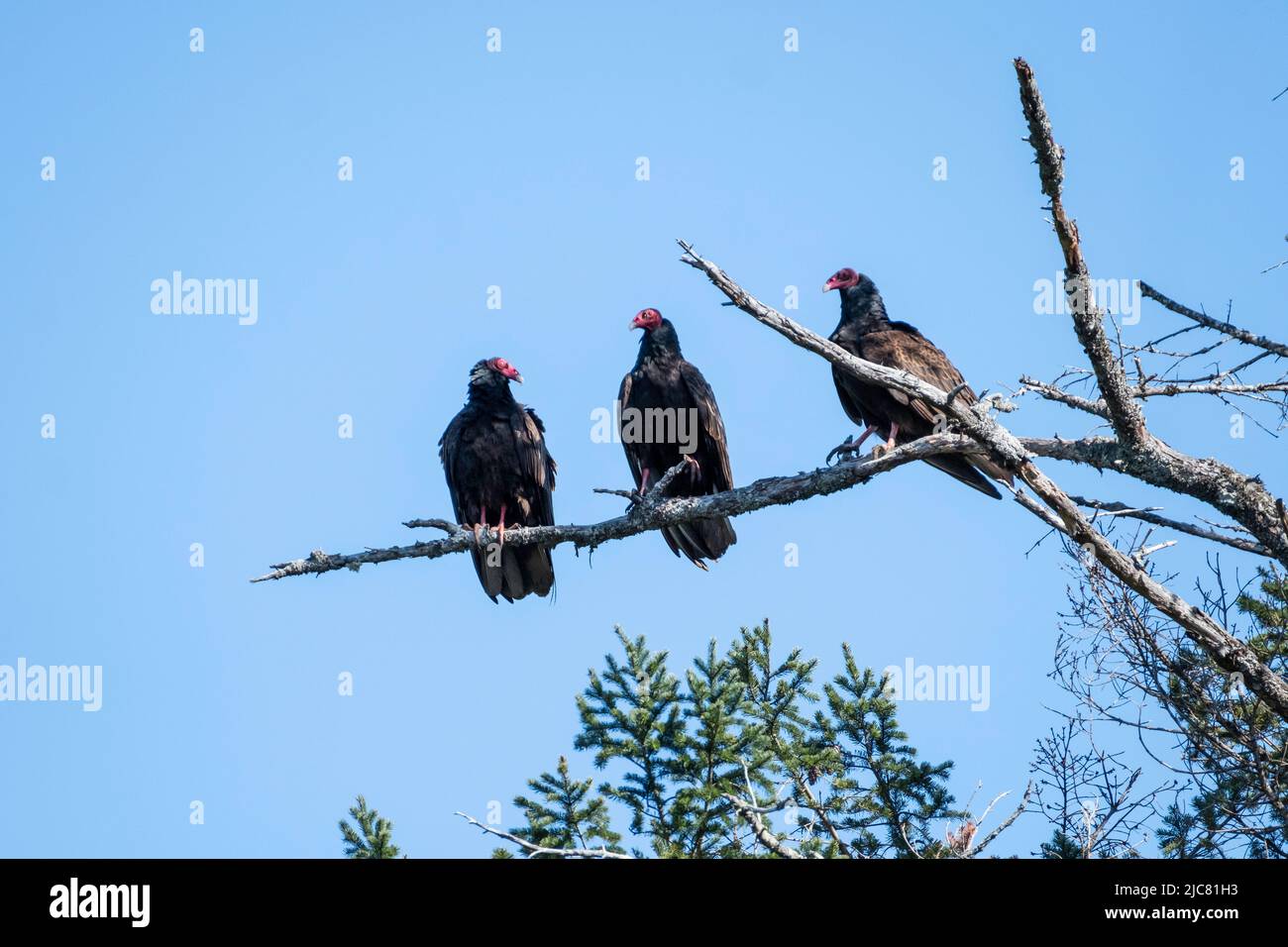 Avvoltoi di Turchia Foto Stock