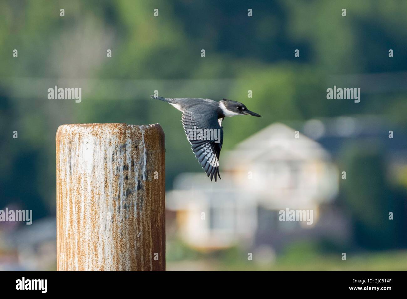 Belted kingfisher Foto Stock