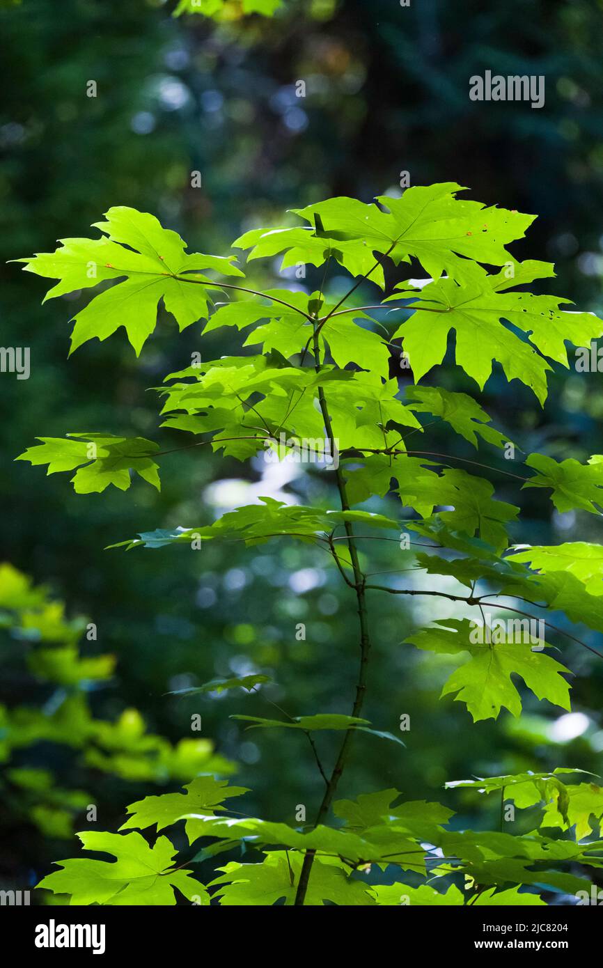 Foglie di acero di Bigleaf Foto Stock