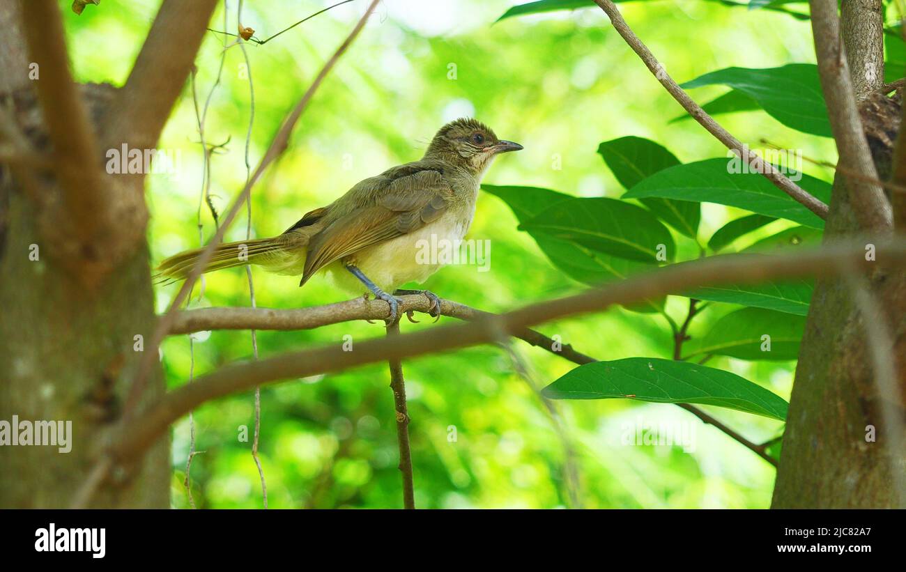 Bulbul (Pycnonotus blanfordi) uccello con foglie verdi naturali sullo sfondo Foto Stock
