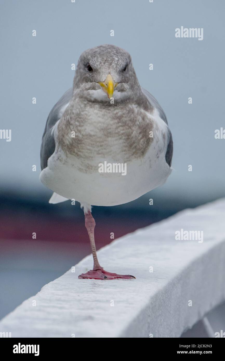 Gull su una gamba Foto Stock