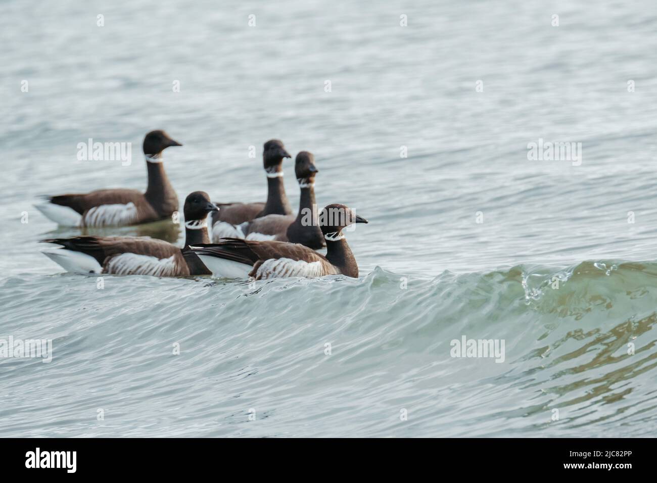 Brants vicino alla riva Foto Stock