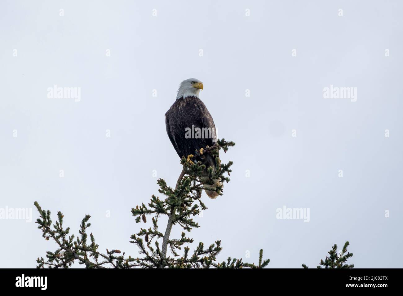 Aquila calva Foto Stock