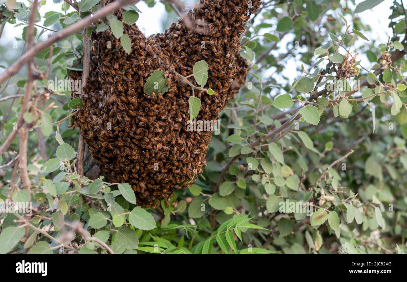 Pettine di ape di miele su un ramo di albero coperto da api operaio Foto Stock