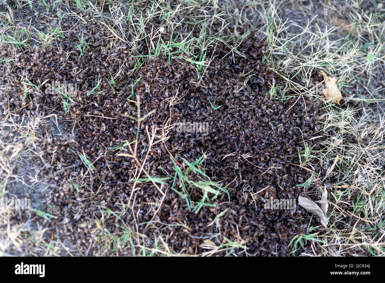 Un sacco di api morte che si stendono a terra o insetti morti Foto Stock