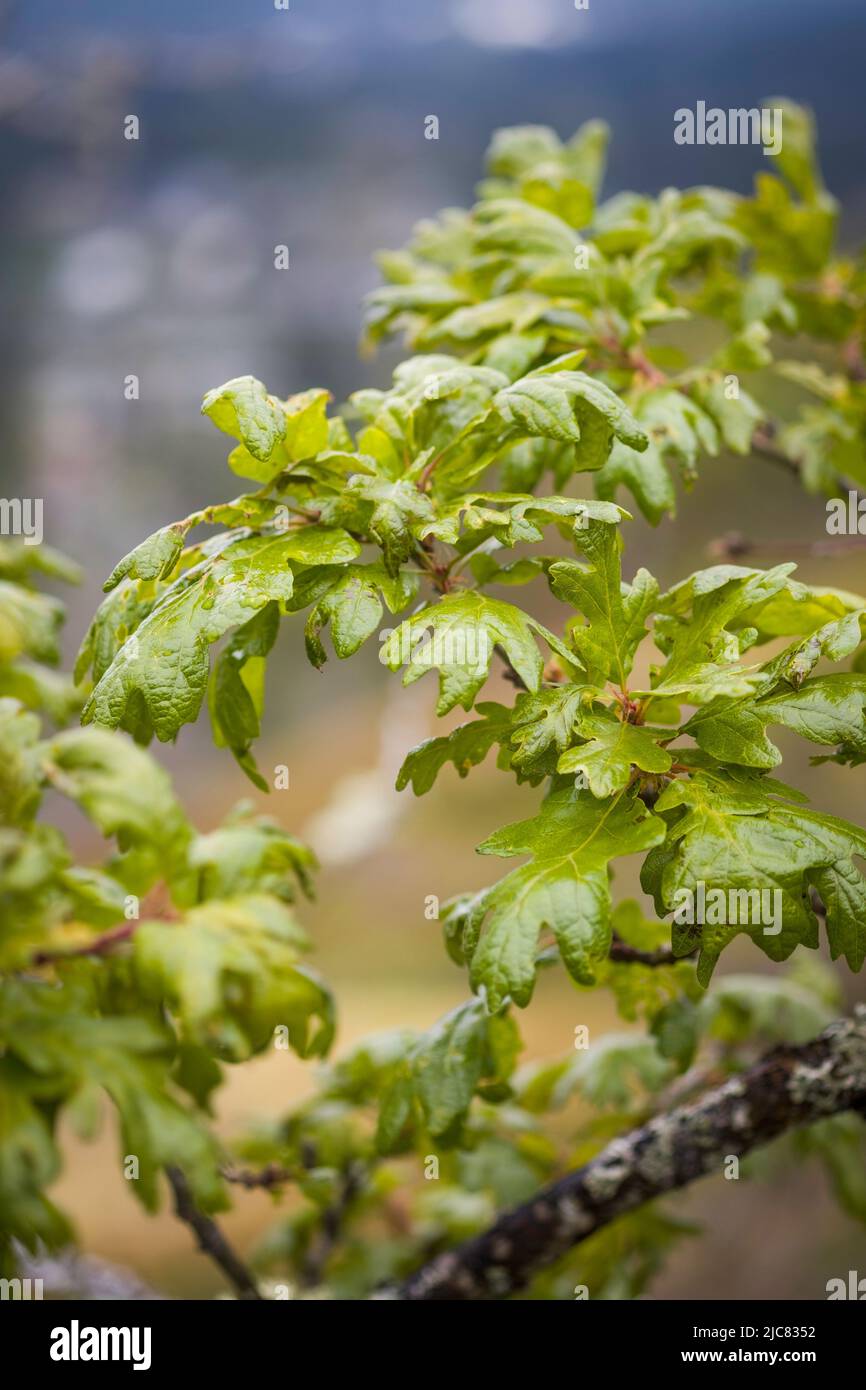 Foglie di quercia Garry Foto Stock