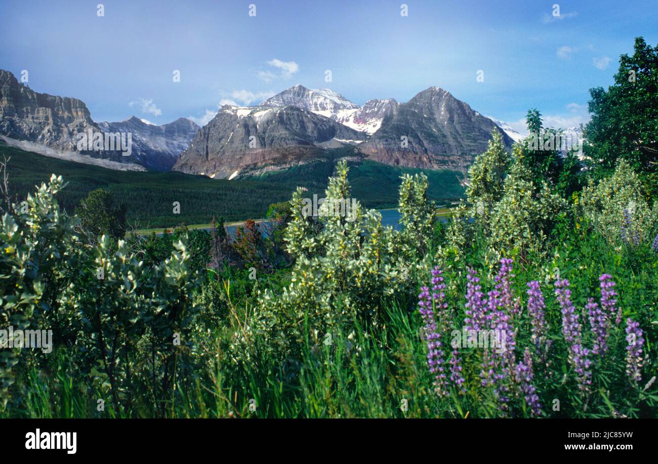Glacier National Park Montana. Molti Glacier Valley, Swiftcurrent Lake, Mount Grinnell, Lupin Wildflowers, ghiacciai, orizzontale. America Road Trip USA Foto Stock