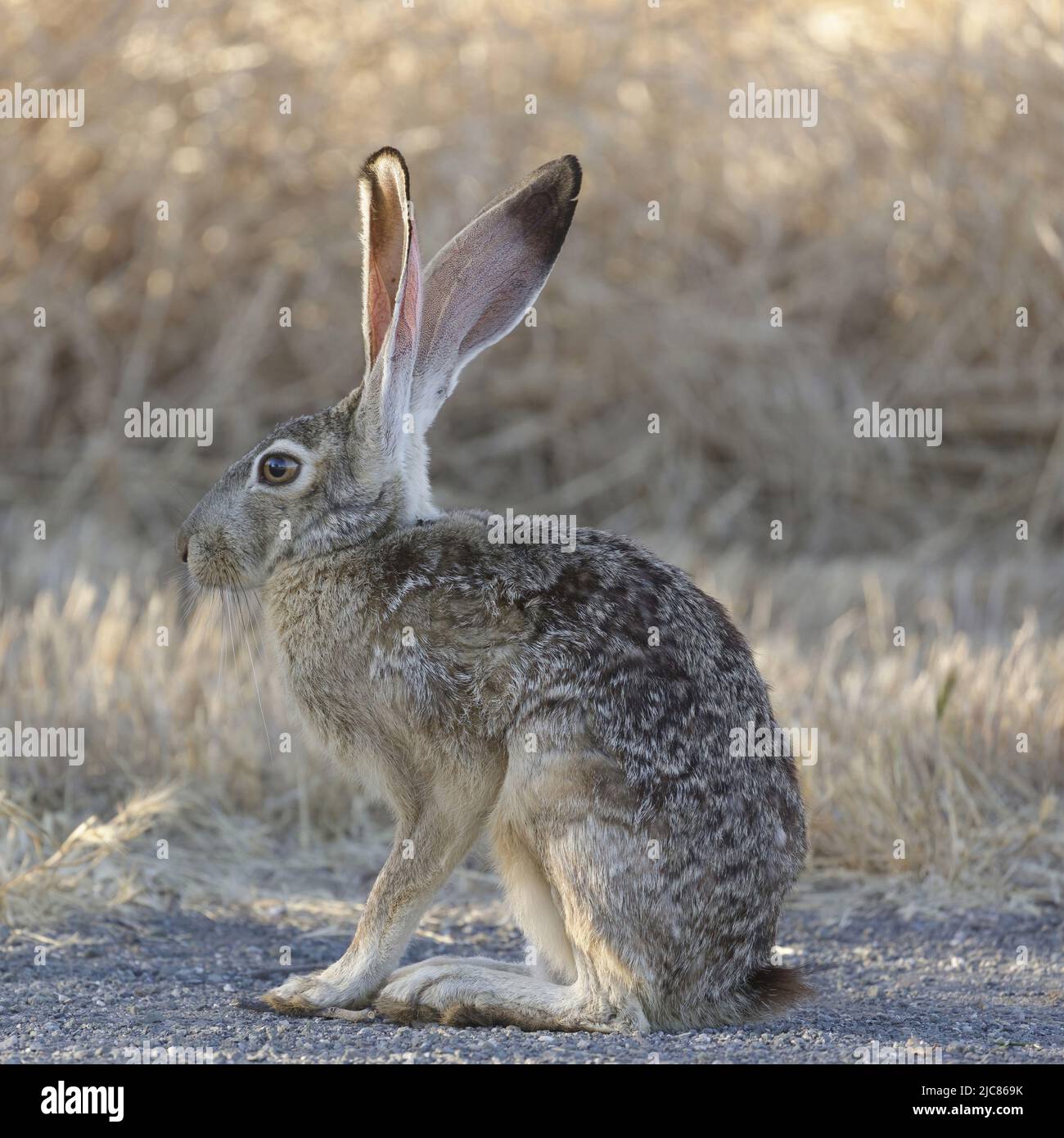 Jackrabbit con coda nera su Alert. Contea di Santa Clara, California, Stati Uniti. Foto Stock