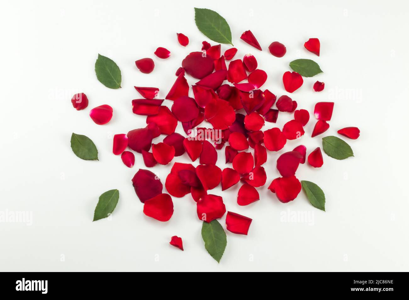 Un mucchio di petali di rosa e foglie su uno sfondo luminoso. Vista dall'alto. Foto Stock