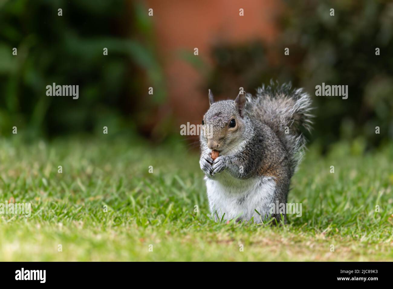 Un grigio scoiattolo Sciurus corolinensis che festina su una arachidi in un giardino di Norfolk uk. Foto Stock
