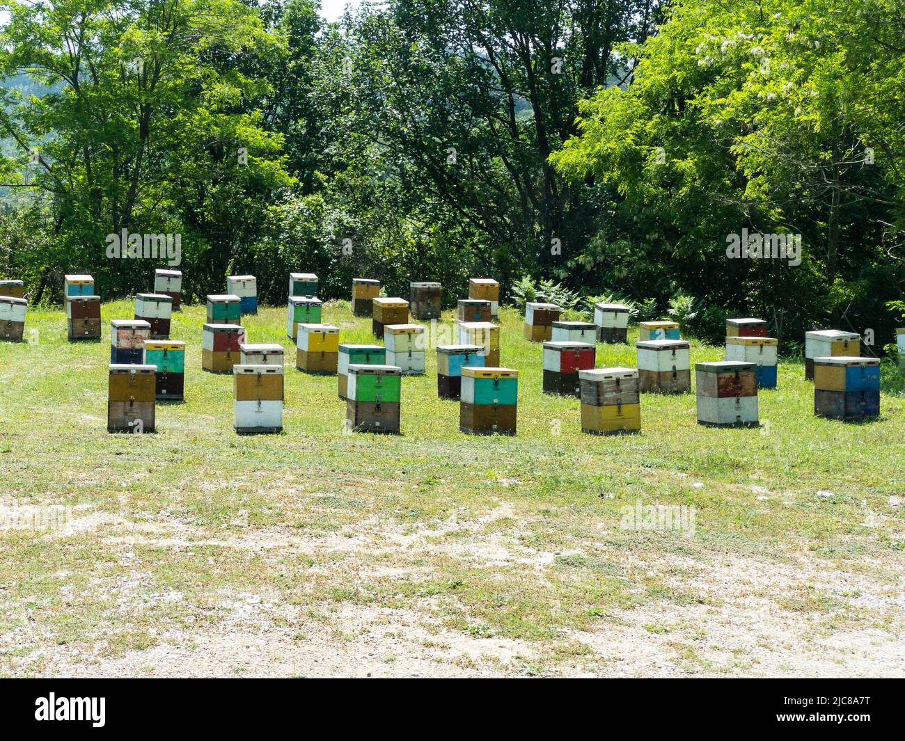 alveari di ape in un campo Foto Stock
