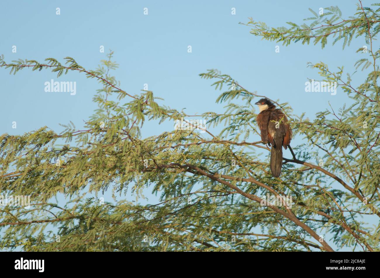 Senegal couchal Centropus senegalensis su un ramo di gomma acacia Senegalia senegal. Parco Nazionale di Langue de Barbarie. Saint-Louis. Senegal. Foto Stock