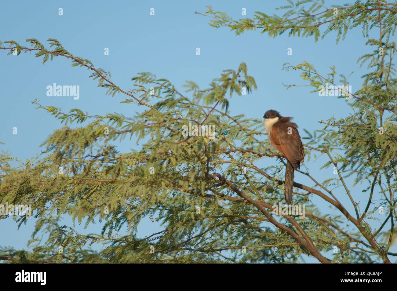 Senegal couchal Centropus senegalensis su un ramo di gomma acacia Senegalia senegal. Parco Nazionale di Langue de Barbarie. Saint-Louis. Senegal. Foto Stock