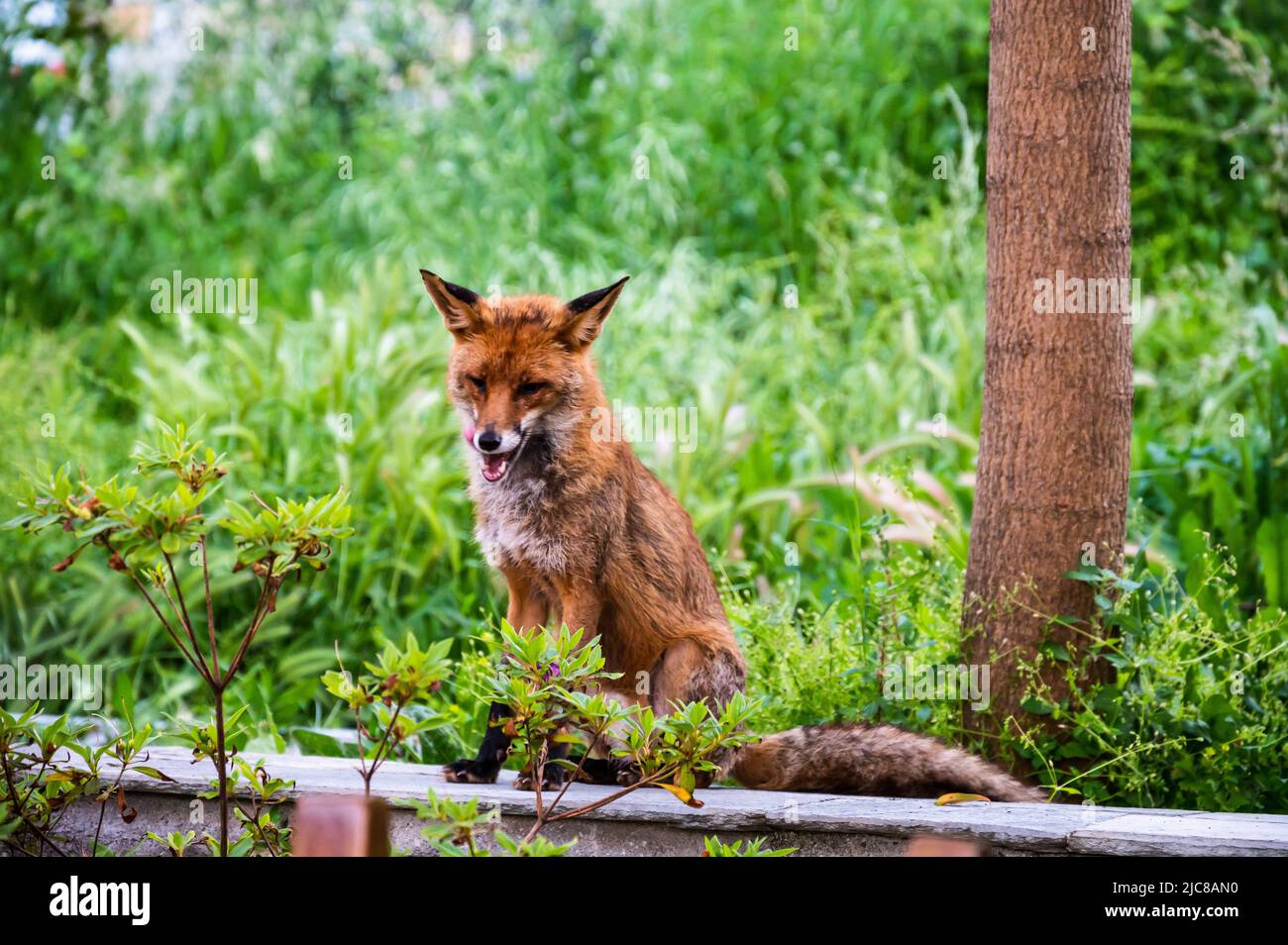 volpe rossa seduta su un muro nel bosco Foto Stock