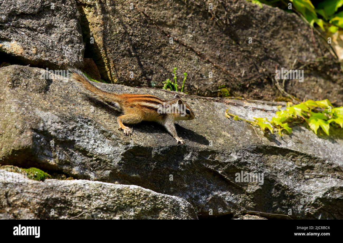 Un simpatico scoiattolo mette in mostra i suoi trucchi mentre si muove tra le fessure delle rocce nella valle di montagna. Foto Stock