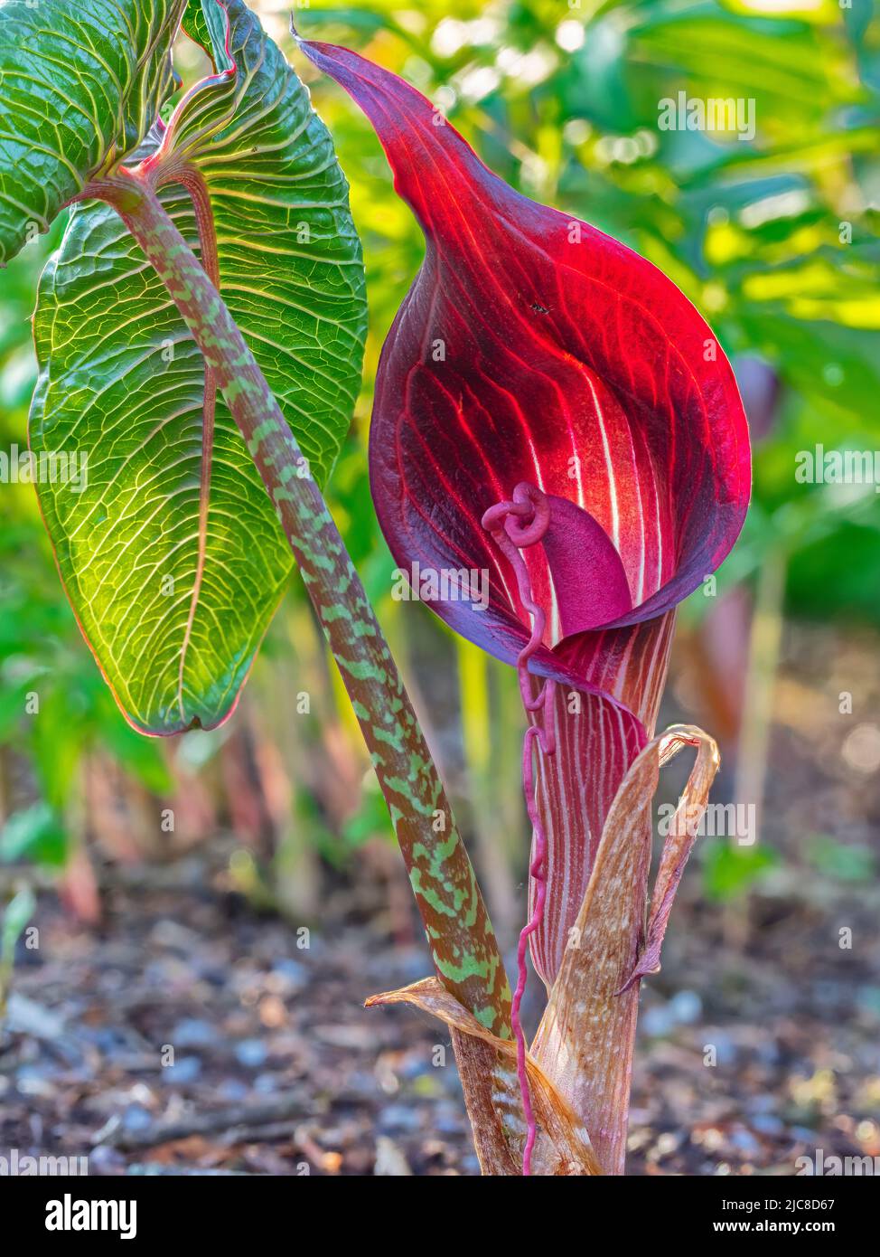Arisaema speciosum - Cobra Lily - in Jubilee Woods ad Aberglasney Gardens Foto Stock