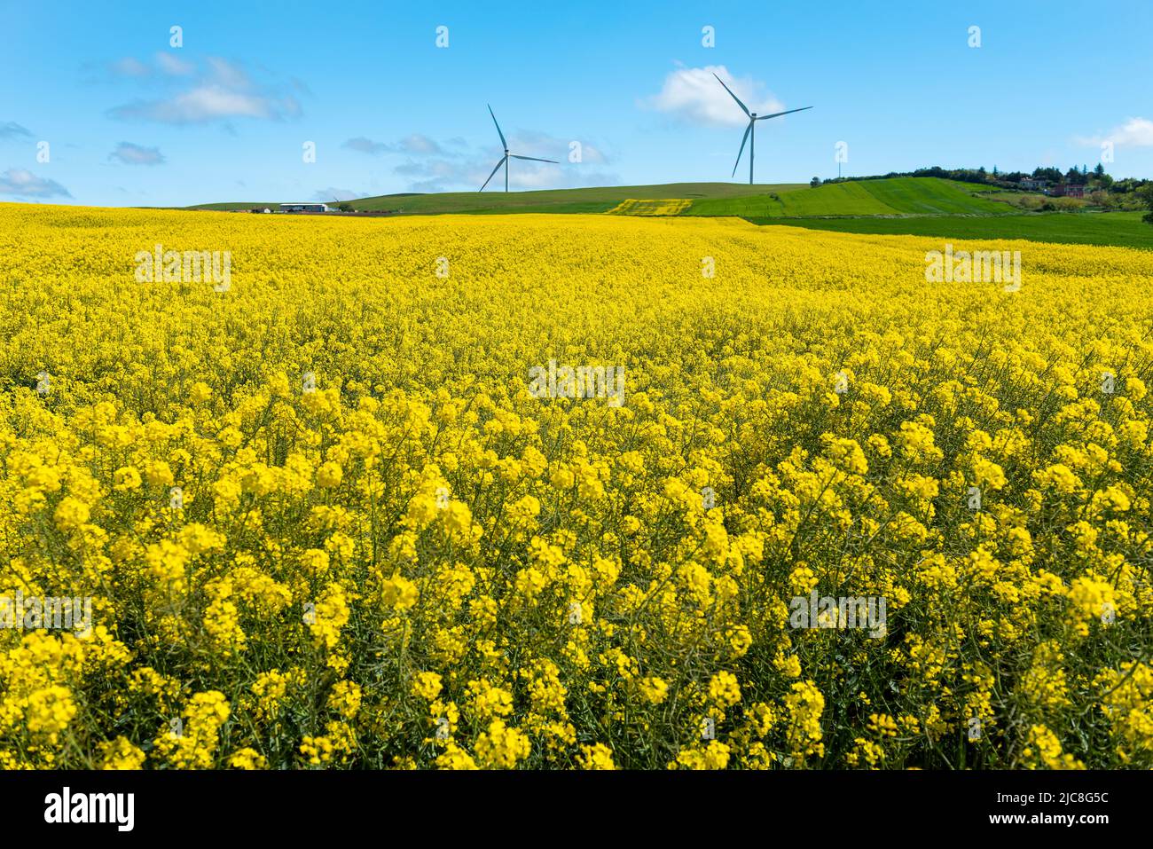 Campi di canola. Campi di canola in fiore sotto un cielo blu con nuvole. Bellissimi fiori gialli. Foto Stock