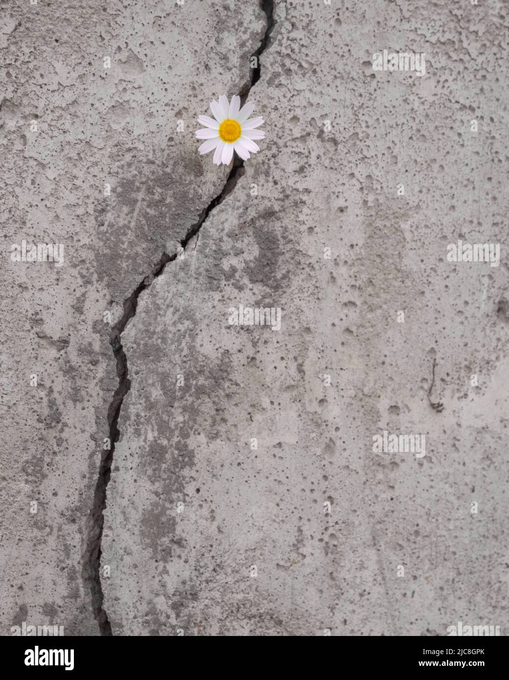 Un fiore a margherita emerge da una crepa in un blocco di calcestruzzo Foto Stock