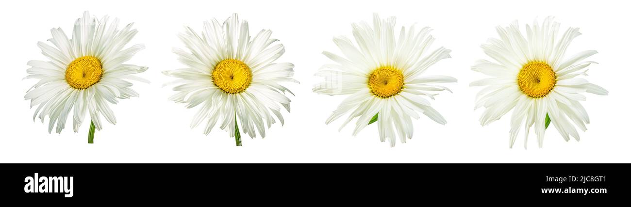Un fiore a margherita bianco isolato su sfondo bianco. Foto Stock