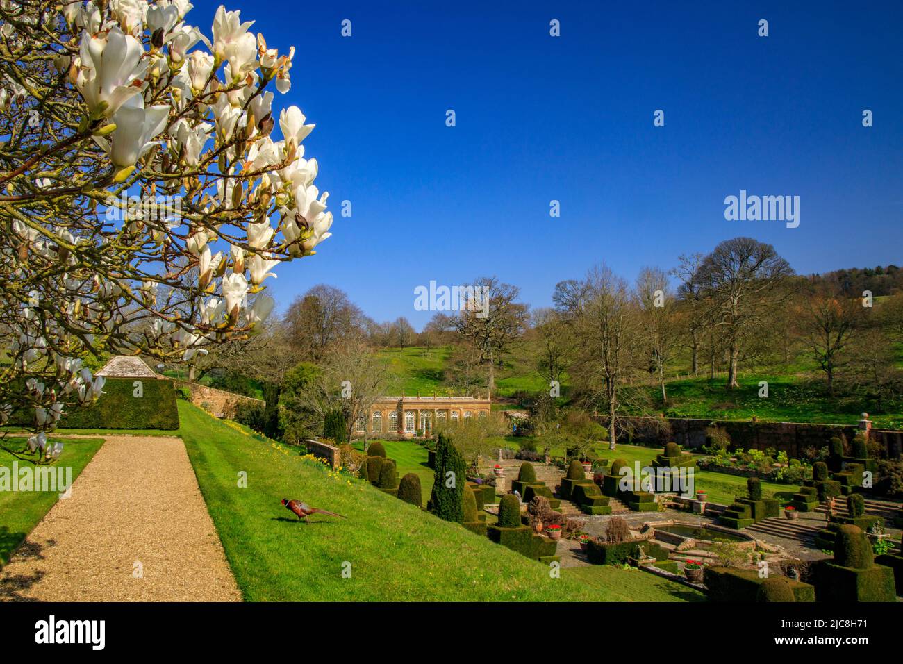 Un magnifico albero di magnolia in piena fioritura si affaccia sul sunken Italianate Garden a Mapperton House, Beaminster, Dorset, Inghilterra, Regno Unito Foto Stock Un magnifico albero di magnolia in piena fioritura si affaccia sul sunken Italianate Garden a Mapperton House, Beaminster, Dorset, Inghilterra, Regno Unito Foto Stock